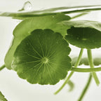 Beauty of Joseon Light On Serum Centella + Vita C 30ml | VGLE Beauty Canada