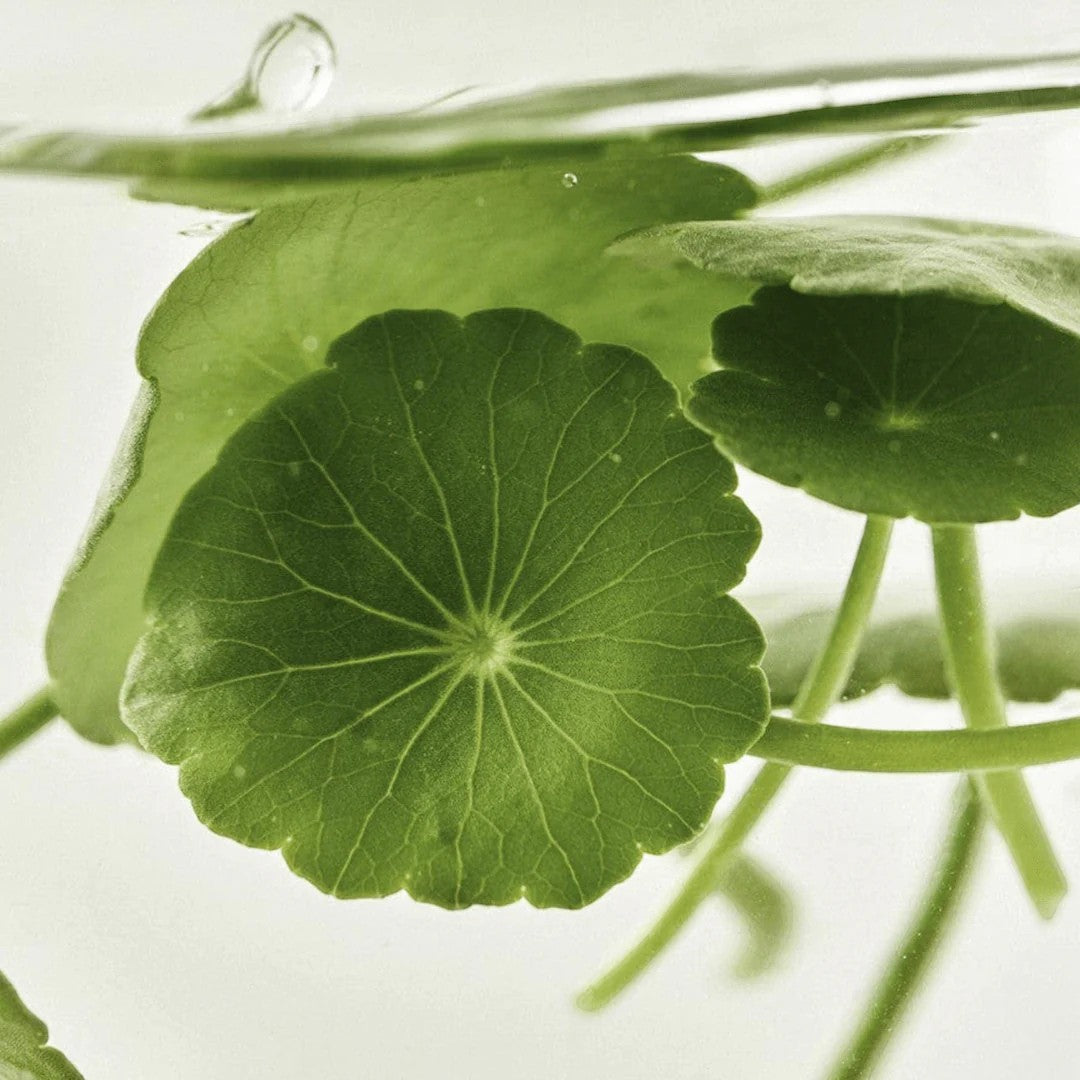 Beauty of Joseon Light On Serum Centella + Vita C 30ml | VGLE Beauty Canada