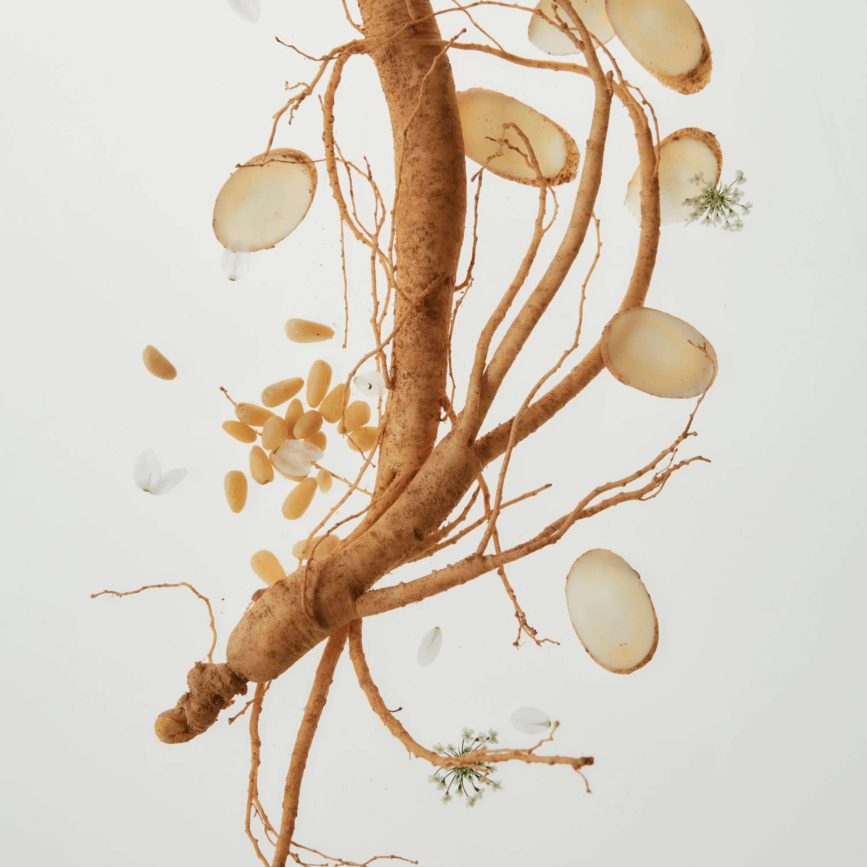 Beauty Of Joseon - Slow Aging Trio VGLE Studios